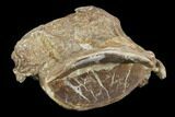 Xiphactinus (Cretaceous Fish) Vertebrae - Kansas #102673-2